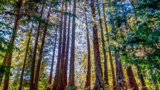 Regional Parks Botanic Garden