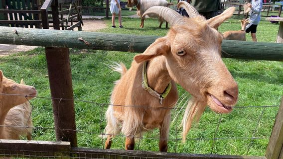Totnes Rare Breeds Farm