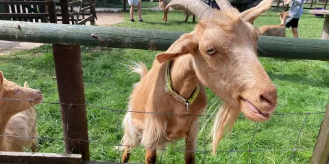 Totnes Rare Breeds Farm