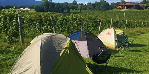 Round Peak Vineyards