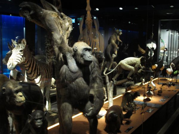 Natural History Museum