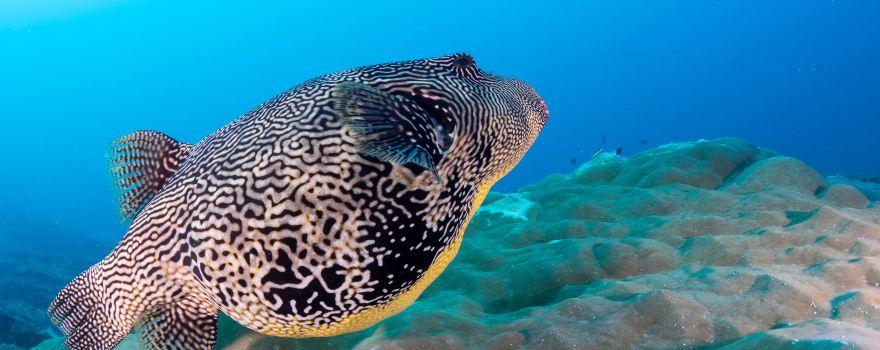 Euro-Divers Kurumba | Dive Centre