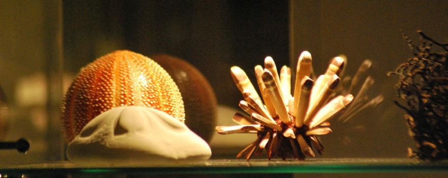 Museo della Conchiglia e del Corallo