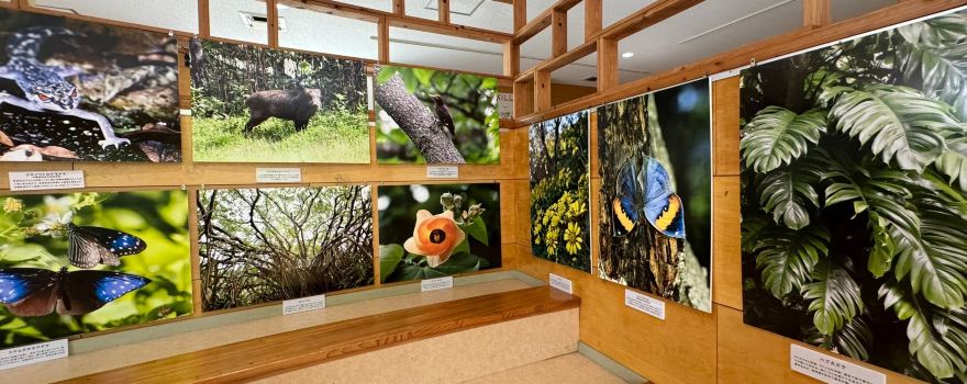 Yanbaru Kuina Ecological Exhibition and Learning Facility Kuina no Mori