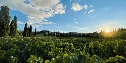 Azienda Agricola Marino