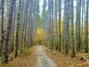 Robinette's Apple Haus & Winery