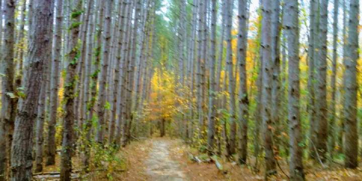 Robinette's Apple Haus & Winery