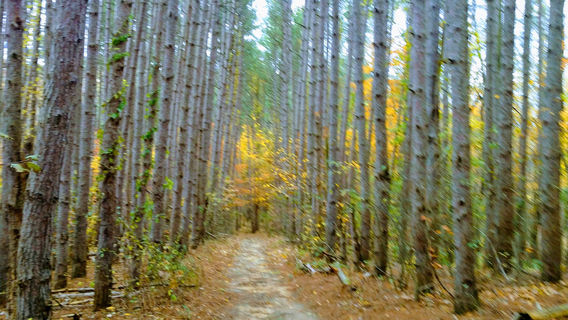 Robinette's Apple Haus & Winery