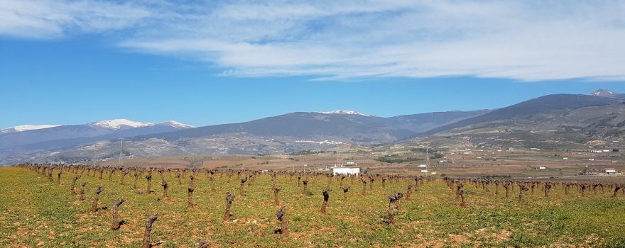 Cortijo El Cura Eco-Bodega