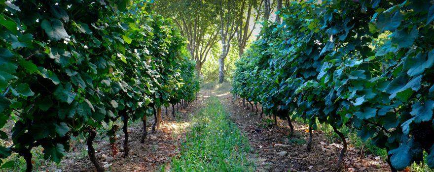 Domaine Deleuze-Rochetin