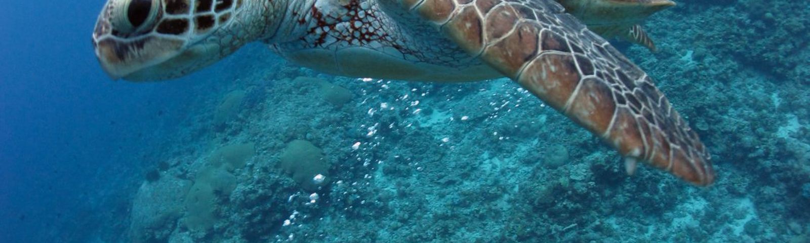 GinowanTours de un día