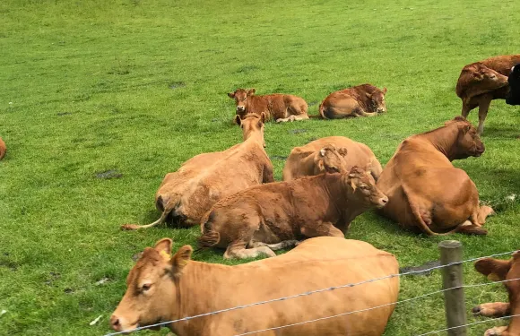 蘭德林多德韋爾斯