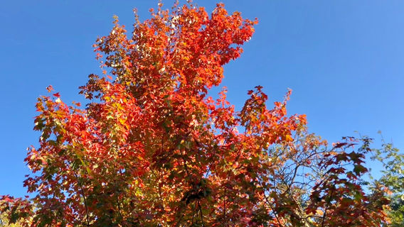 Old Botanical Garden, Kiel
