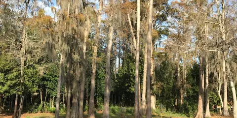 Airport Lakes Park