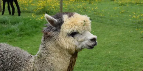 Arkadia Alpacas - Great Ground Farm
