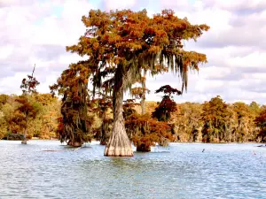 Louisiana Swamp Tours