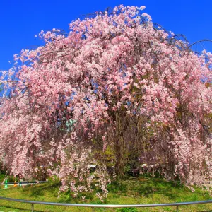 岡崎公園