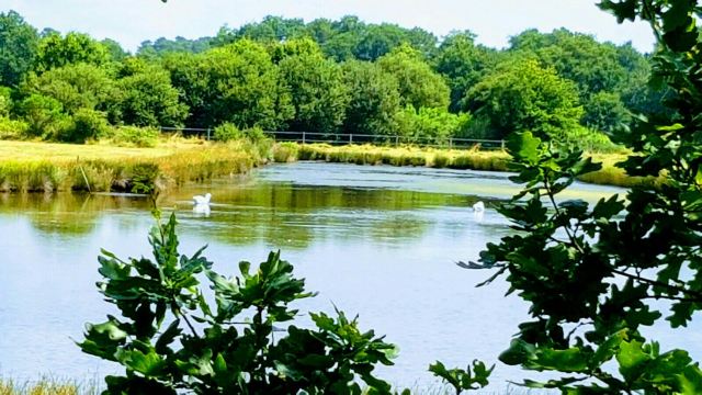 Reserve Naturelle des Pres Sales d'Ares et de Lege