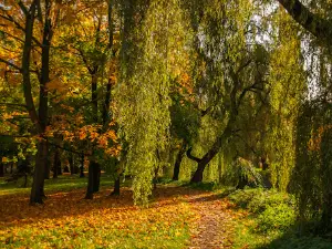 Park Sielecki