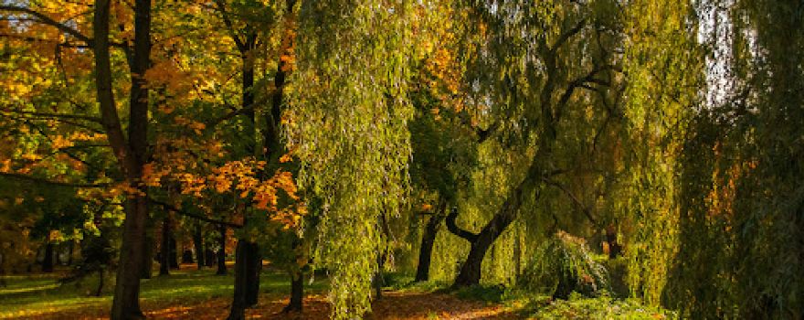 Park Sielecki