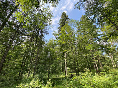 Sjenič Viewpoint
