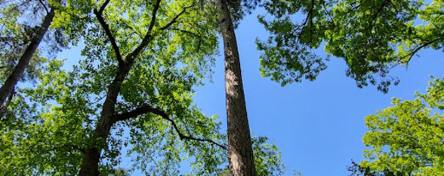Guignard Park