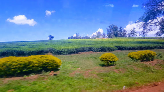 Mabira Central Forest Reserve