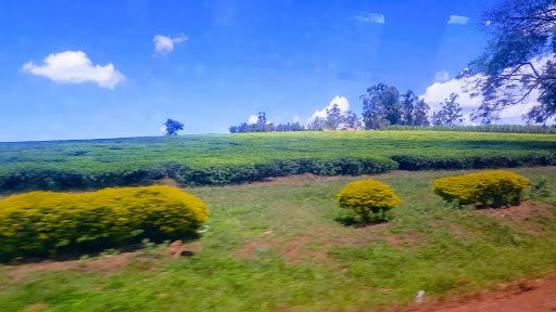 Mabira Central Forest Reserve