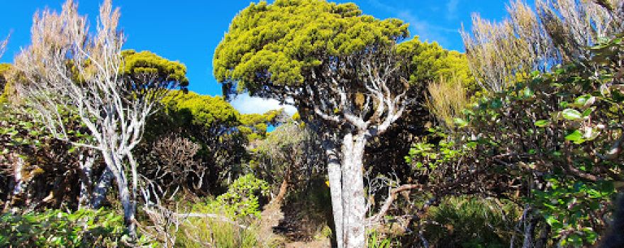 Mt Te Kinga Track