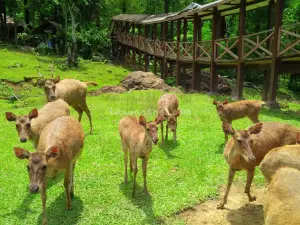 Deer Captivity Tanjungsari Jonggol