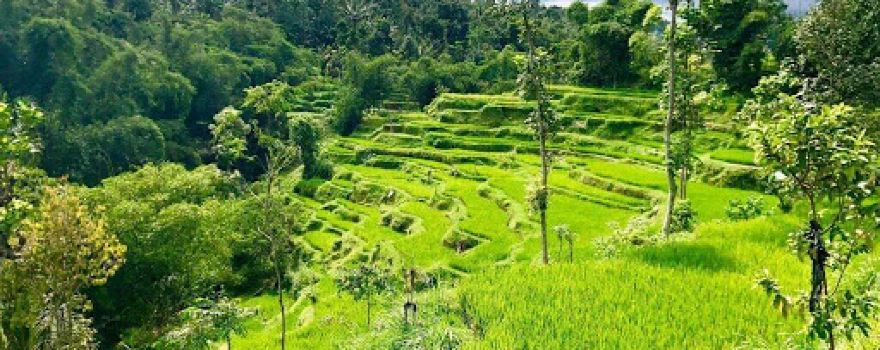 Desa Wisata jeruk Manis