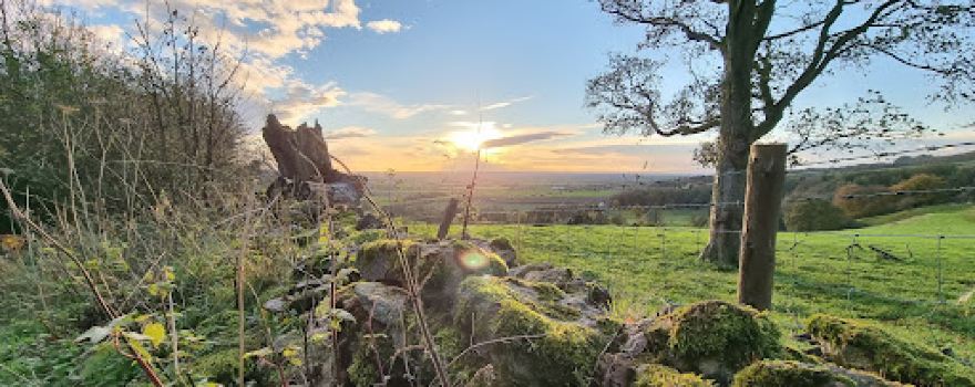 Chafer Wood