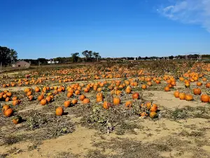 Shady Brook Farm Events