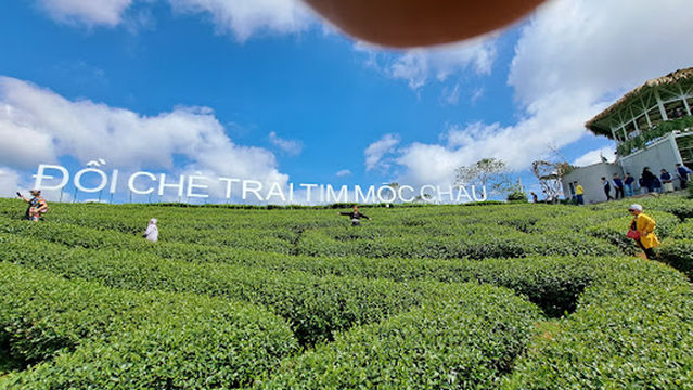 Đồi Chè Trái Tim Mộc Châu