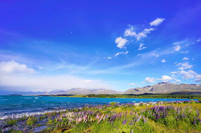 Lake Tekapo View Point