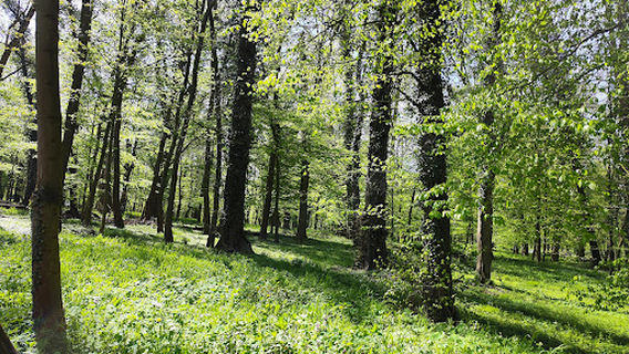 Stadion Miejski w Brzegu Dolnym
