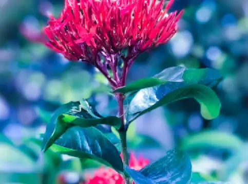HAÏTI- CROIX- DES-BOUQUETS
