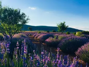 Isparta Lavanta Köyü | Lavanta Garden ( lavender )