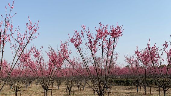 Jieshou City Ten Thousand Mu Forest Park