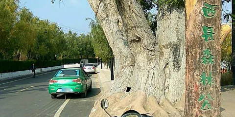 汾西縣森林公園