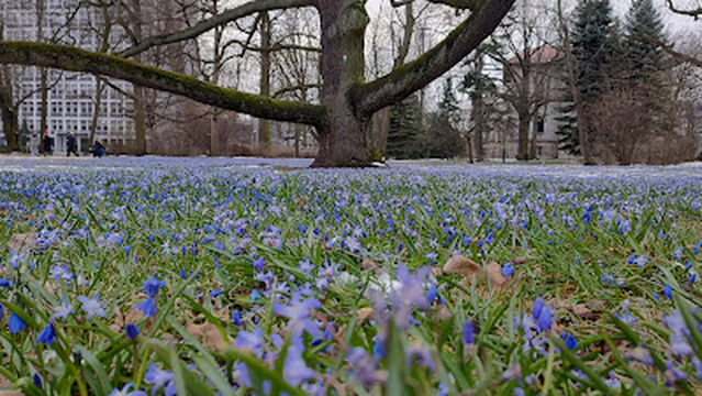 Bombonierka - MOSiR Łódź