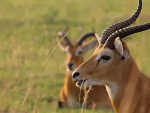 Paraa National Park