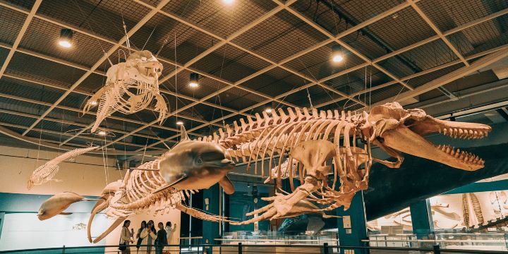 Jangsaengpo Whale Museum