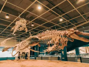 Jangsaengpo Whale Museum, Ulsan