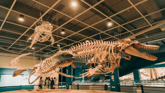 長生浦鯨魚博物館