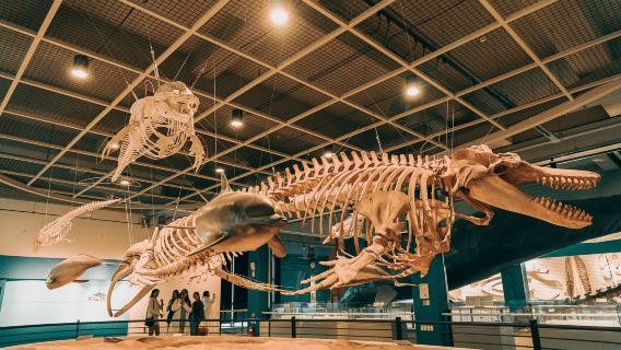 Jangsaengpo Whale Museum