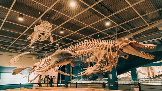 Jangsaengpo Whale Museum, Ulsan