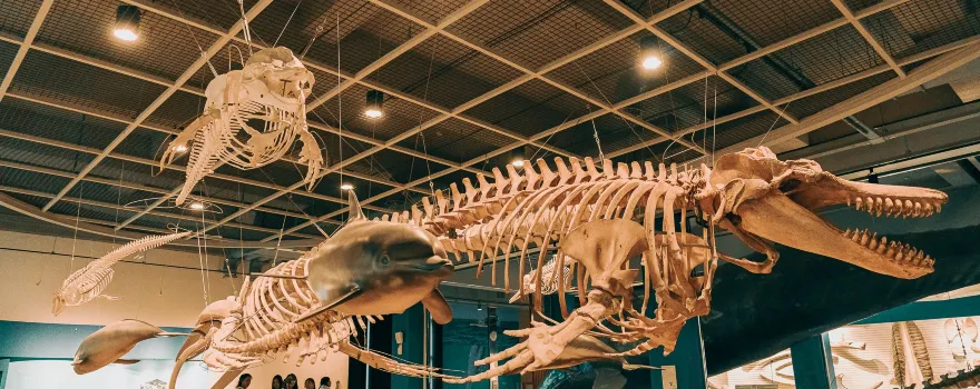 Jangsaengpo Whale Museum