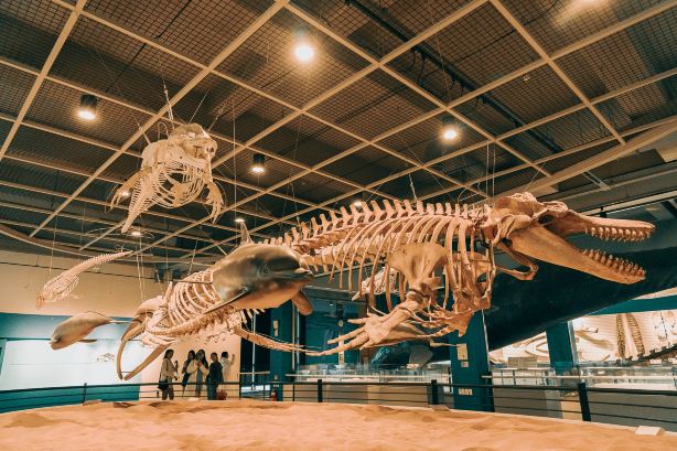 Jangsaengpo Whale Museum