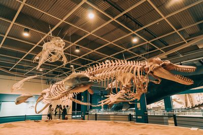 Jangsaengpo Whale Museum
